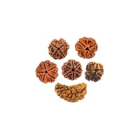 Talizmany - Amulety orzechy Rudraksha -Rudraksza - Rudrakszy