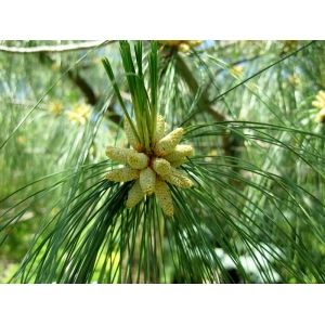 Kadzidłą Pine - Z olejkiem Sosny